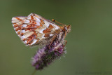 Shepherds Fritillary - Herdersparelmoervlinder - Boloria pales