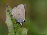 Purple-edged Copper - Rode Vuurvlinder - Lycaena hippothoe eurydame