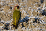 Groene Specht / European Green Woodpecker