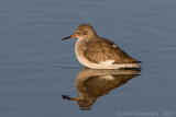 Common Redshank - Tureluur - Tringa totanus