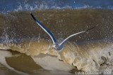 Common Gull - Stormmeeuw - Larus canus