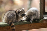 Small Raccoons