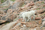 Mountain Goat Kids by Sharon Day