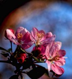 CrabApple blossoms