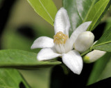 Satsuma Tangerine flower