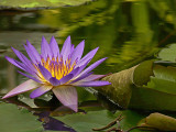 Purple Water Lily