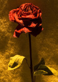 the 29ths last rose