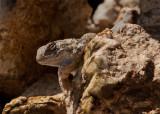 Lizard