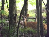 sleepy doe