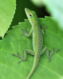 Anole