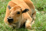 Baby Bull