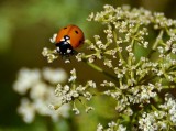 7 Spot Ladybug