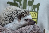 Week #3 - African Hedgehog