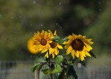 Week #4 - Watering the Sunflowers