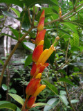 Heliconia_GBarrett©2012_DSCN3529.JPG