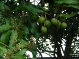 mango tree_GBarrett©2012_DSCN3575.JPG
