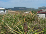 pineapple plants_GBarrett©2012_DSCN3572.JPG