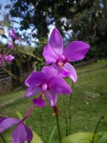 orchid spp_GBarrett©2012_IMGP0458.JPG
