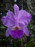 orchid spp_GBarrett©2012_IMGP0463.JPG
