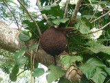termite nest_GBarrett©2012_DSCN3644.JPG