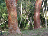 Tourist Tree_Barrett©2012_IMGP0540.JPG