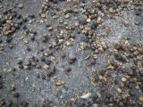 coffee beans_GBarrett©2012_IMGP1023.JPG