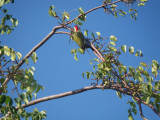 Cuban Green Woodpecker_GBarrett©2012_IMGP1250.JPG