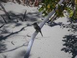 Cuban PeWee_GBarrett2012_IMGP1136.JPG