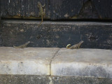 Cuban Side-blotched Curlytail lizards_GBarrett©2012_IMGP1262.JPG