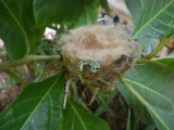 hummingbird nest_GBarrett©2012_IMGP1008.JPG