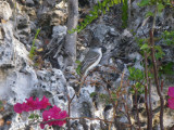 La Sagra’s Flycatcher _GBarrett©2012_IMGP1242.JPG