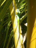lizard sp_GBarrett©2012_IMGP0759.JPG