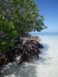 mangrove spp_GBarrett©2012_IMGP1133.JPG