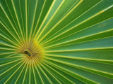 Palm spp_GBarrett©2012_IMGP1195.JPG