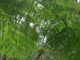 tree fern spp_GBarrett©2012_IMGP0933.JPG