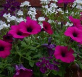 Petunia garden