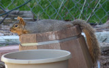 squirrel in a barrel