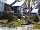 It looked like a lot of damage on the ground, the roof and in the tree