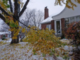 The whole front yard filled with broken branches