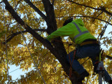 Getting to the damaged branches