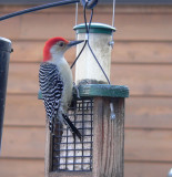 Red bellied woodpecker 1