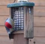 Red bellied woodpecker 4