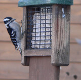Downy woodpecker 1