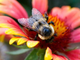 The Pollen Hunter