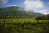 Franklin County Vineyard- AmRhein Wine Cellars