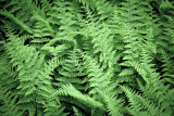 Fern Patterns