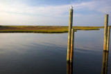 Leaning Poles On The Sound Side In Hatteras
