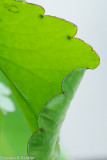 Leaf-of-life (Bryophyllum Pinnatum)