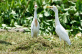 Front and Side - Cattle Egret