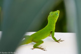 DSC07770.jpg